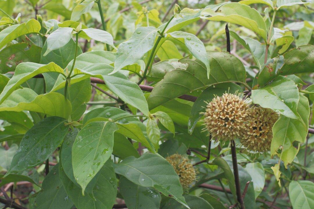 Exploring the Cognitive Benefits of Uncaria Rhynchophylla in Dementia Treatment