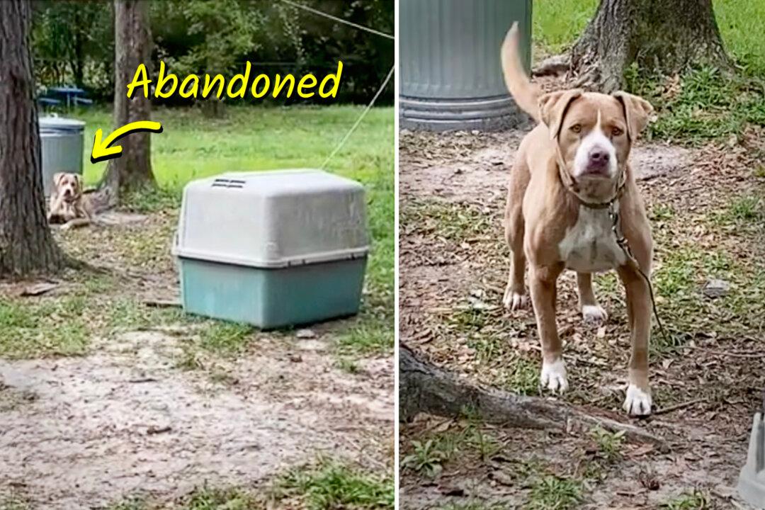 Couple Buying House Finds Old Owners’ Dog Left Behind, Tied to a Tree—Then Neighbor Tells What Had Happened: VIDEO