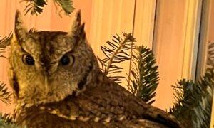Kentucky Family Gets Early Gift: Owl in Their Christmas Tree