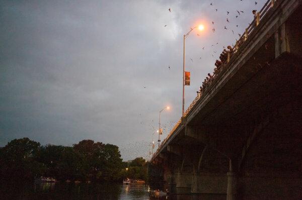 Bats fly nightly from under the Congress Avenue Bridge in Austin, Texas. (Alan Behr/TNS)