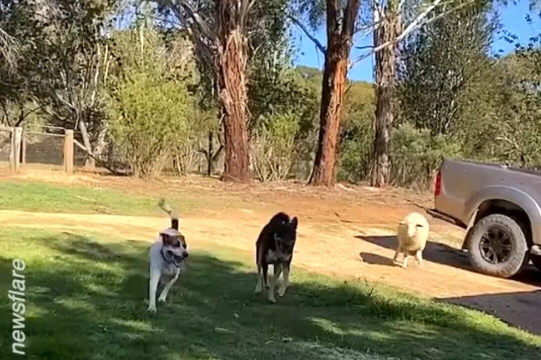 Sheep Plays ‘Fetch!’ With Her Canine Best Friends
