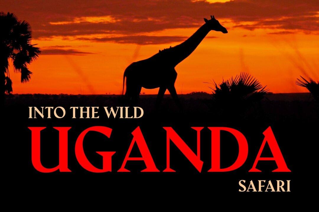 Into The Wild: Uganda Safari
