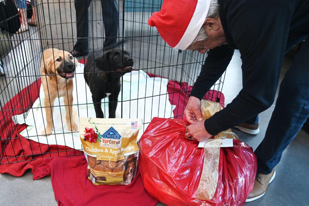 Orphaned Pets Get Holiday Treats From Man in Memory of Wife