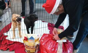 Orphaned Pets Get Holiday Treats From Man in Memory of Wife