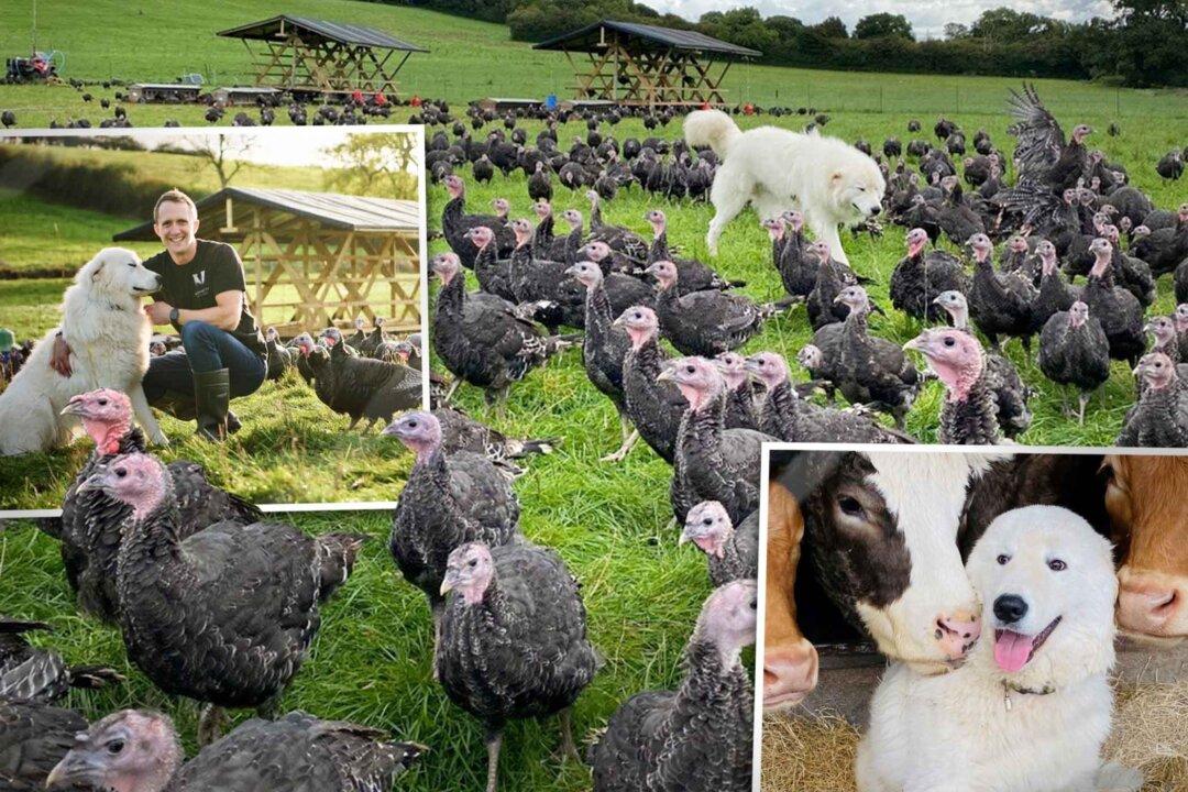 110-Pound Dog Was ‘In With the Birds’ Since Puppyhood—Now Protects Christmas Turkeys Year Round