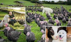 110-Pound Dog Was ‘In With the Birds’ Since Puppyhood—Now Protects Christmas Turkeys Year Round