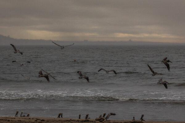 Pelicans are seeing in Malibu beach during heavy rains during heavy rains in Malibu, Calif., on Dec. 21, 2023. (Apu Gomes/Getty Images)