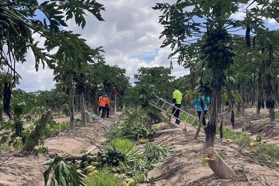 Cyclone Crop Damage to Hit Supply as Farmers Count Cost