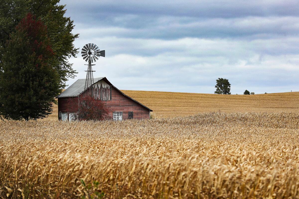 A barn in a field of corn in Newton, Iowa, on Oct. 11, 2019. (Joe Raedle/Getty Images)