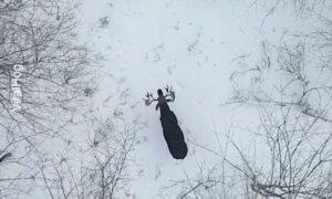 Canadian Bull Moose Sheds Both Antlers