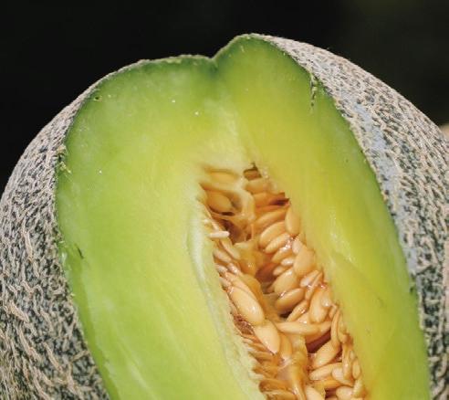 Green Nutmeg Melon. (Courtesy of Seed Savers Exchange)