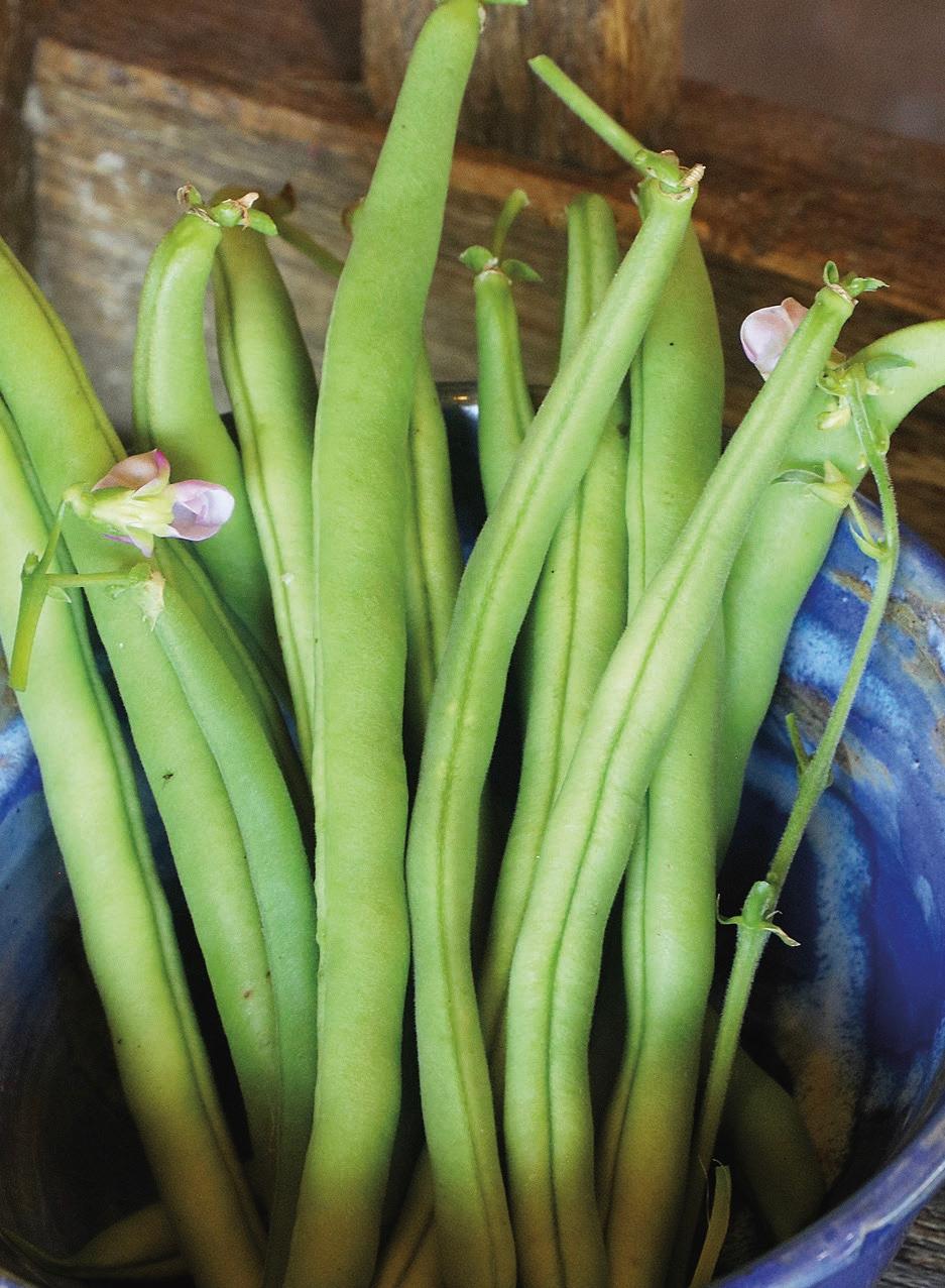 Provider Green Bean. (Courtesy of Seed Savers Exchange)