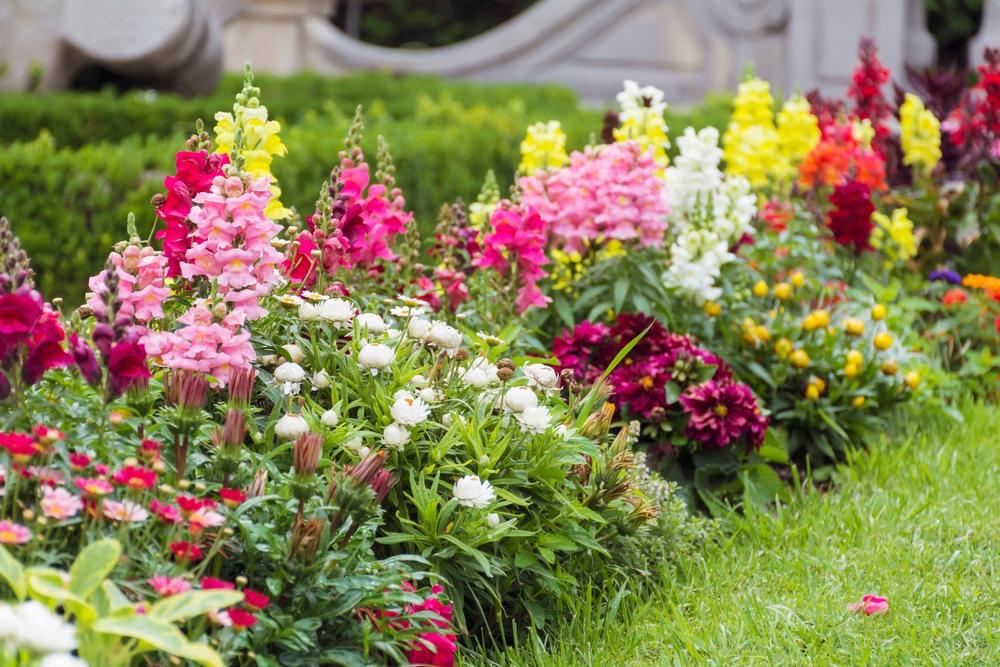 Snapdragons are colorful cool-weather bloomers that do well in spring. (Boryana Manzurova/Shutterstock)