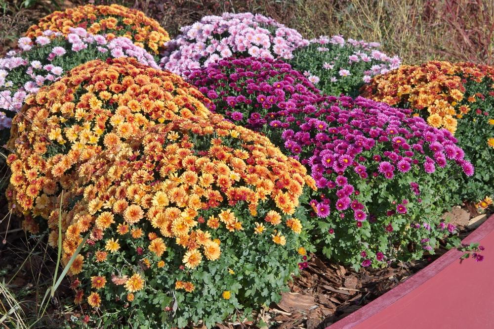 The lush reds, yellows, purples, and oranges of chrysanthemums are the colors of fall.(Elena Koromyslova/Shutterstock)