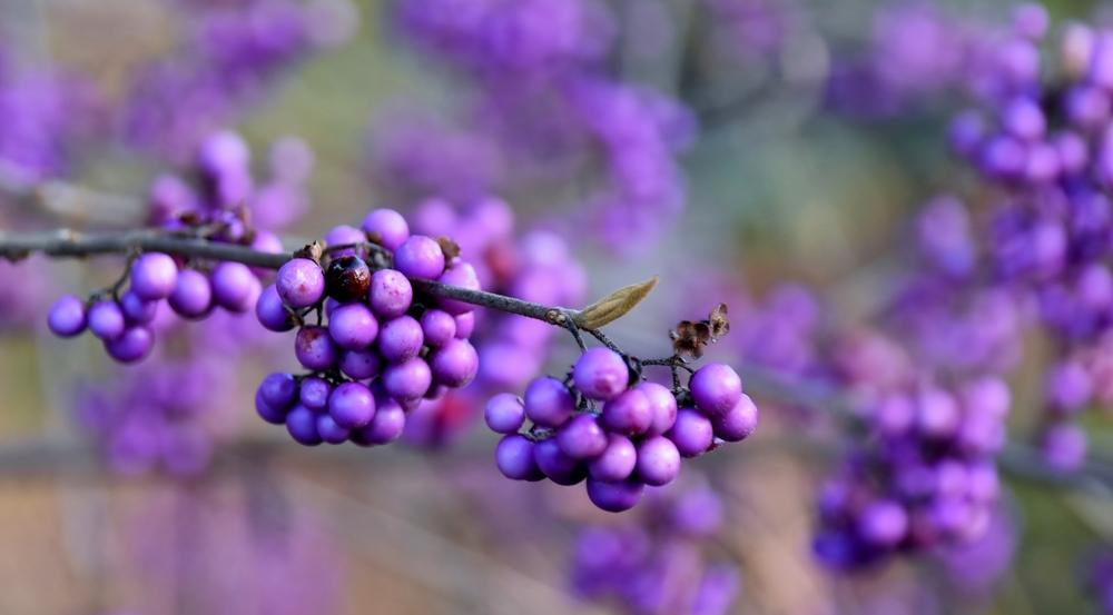 Glamorous beautyberry adds pops of color to the winter garden. (Werner Lehmann/Shutterstock)
