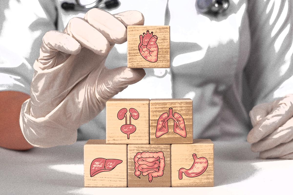 Organs Age at Different Rates, Raising Disease Risks