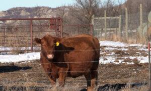 Congressman Says Omnibus Bill Includes Cattle Tracking Provision That May Limit Beef Supply