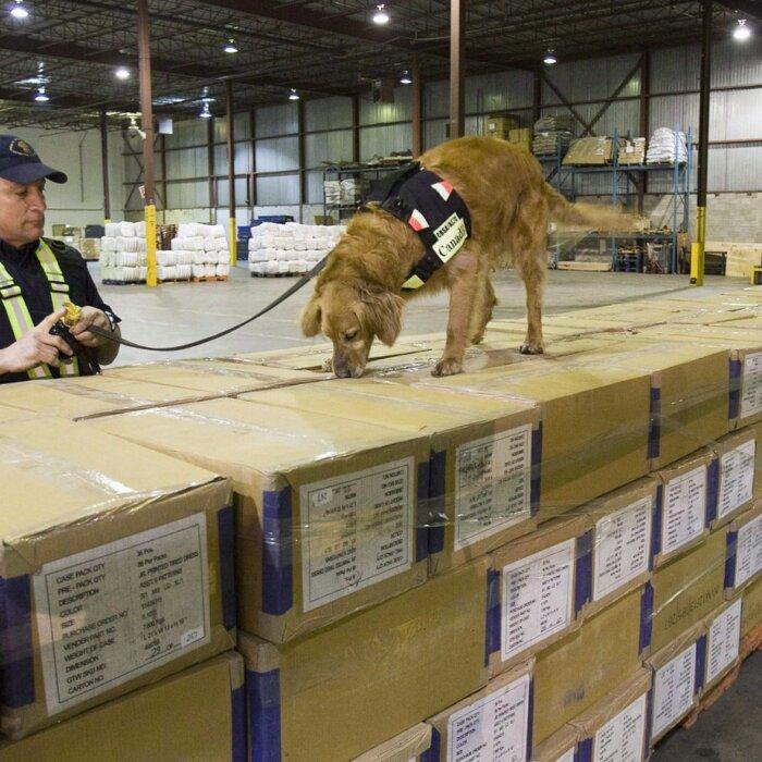 Detector Dogs Could Help Sniff out More Fentanyl, Firearms at Border, Review Suggests