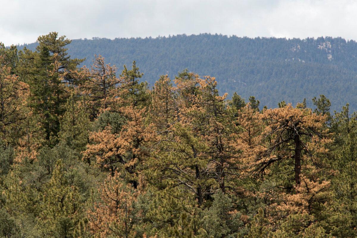 Los Padres National Forest near Frazier Park, Calif. (David McNew/Getty Images)