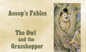 Aesop’s Fables: A Foolish Grasshopper Gets Taken In by an Owl’s Flattering Words