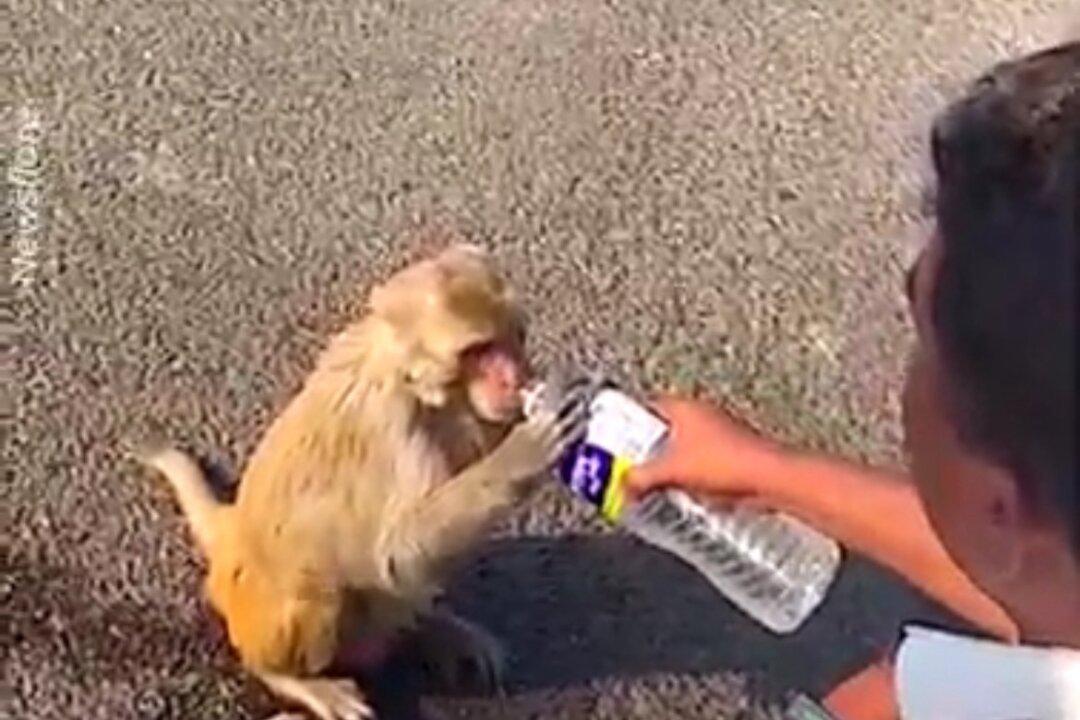 Kind Cop Gives Water to Thirsty Monkey in Western India