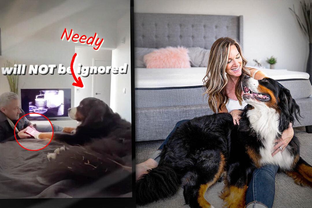VIDEO: Uber-Needy Bernese Mountain Dog Tries Everything to Get Owners’ Attention—And It’s Adorable