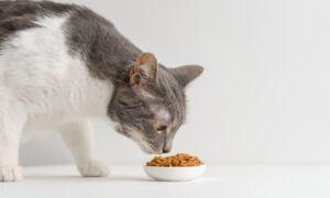 Feed Commercial Cat Food, Not Just Tuna
