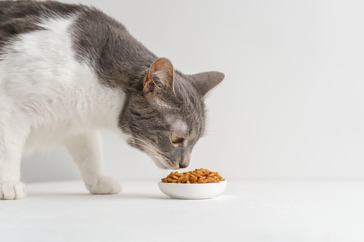 Feed Commercial Cat Food, Not Just Tuna