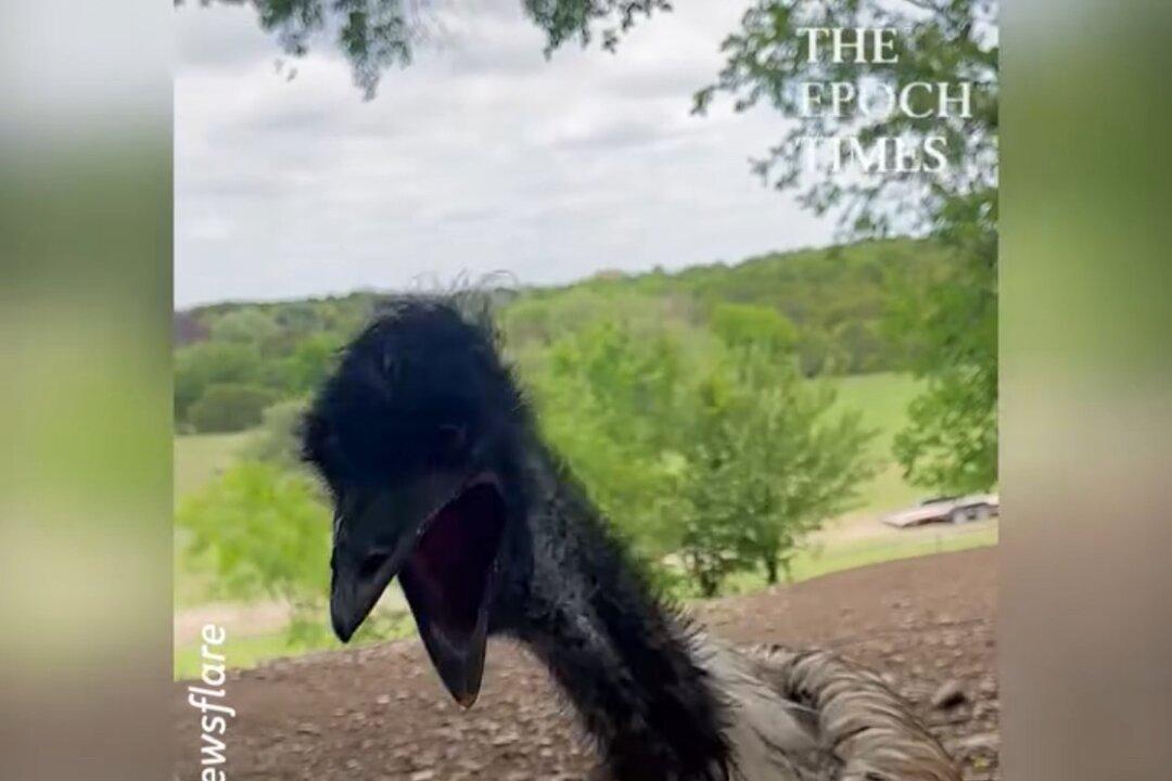 Picky Emu Rejects Healthy Food, Shakes Head in Disgust
