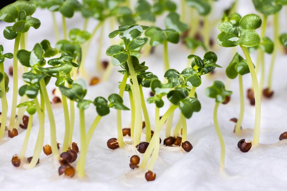 Before ordering new seeds, test a sample from the existing batch by putting them on a wet paper towel, folding it, and placing it in a Ziploc bag to see if they germinate.(ThamKC/Shutterstock)
