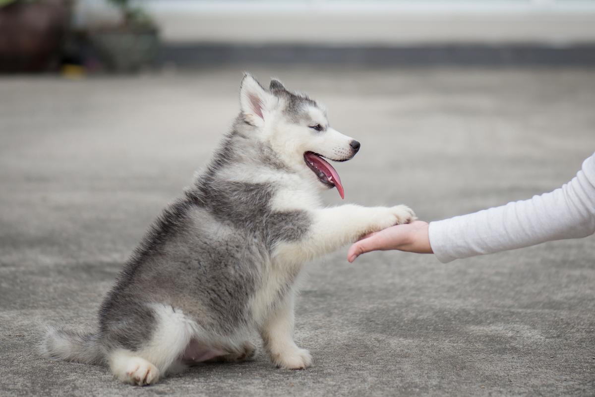 One step at a time: Pick one command to teach your dog and have them master it fully before moving onto the next. (Shutterstock)