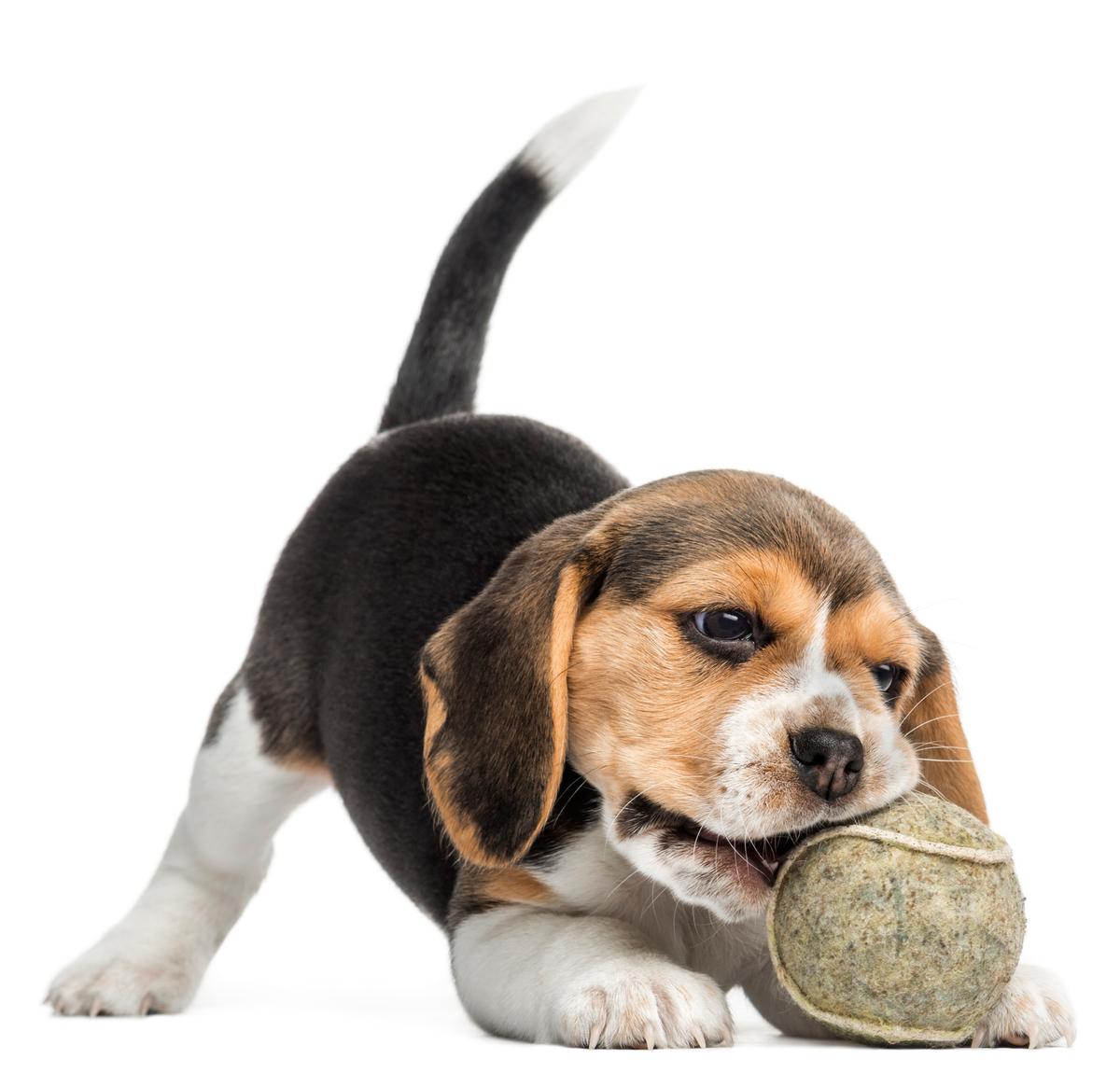 Teach your pup good examples of what to do, instead of what not to do. (GlobalP/iStock/Getty Images)