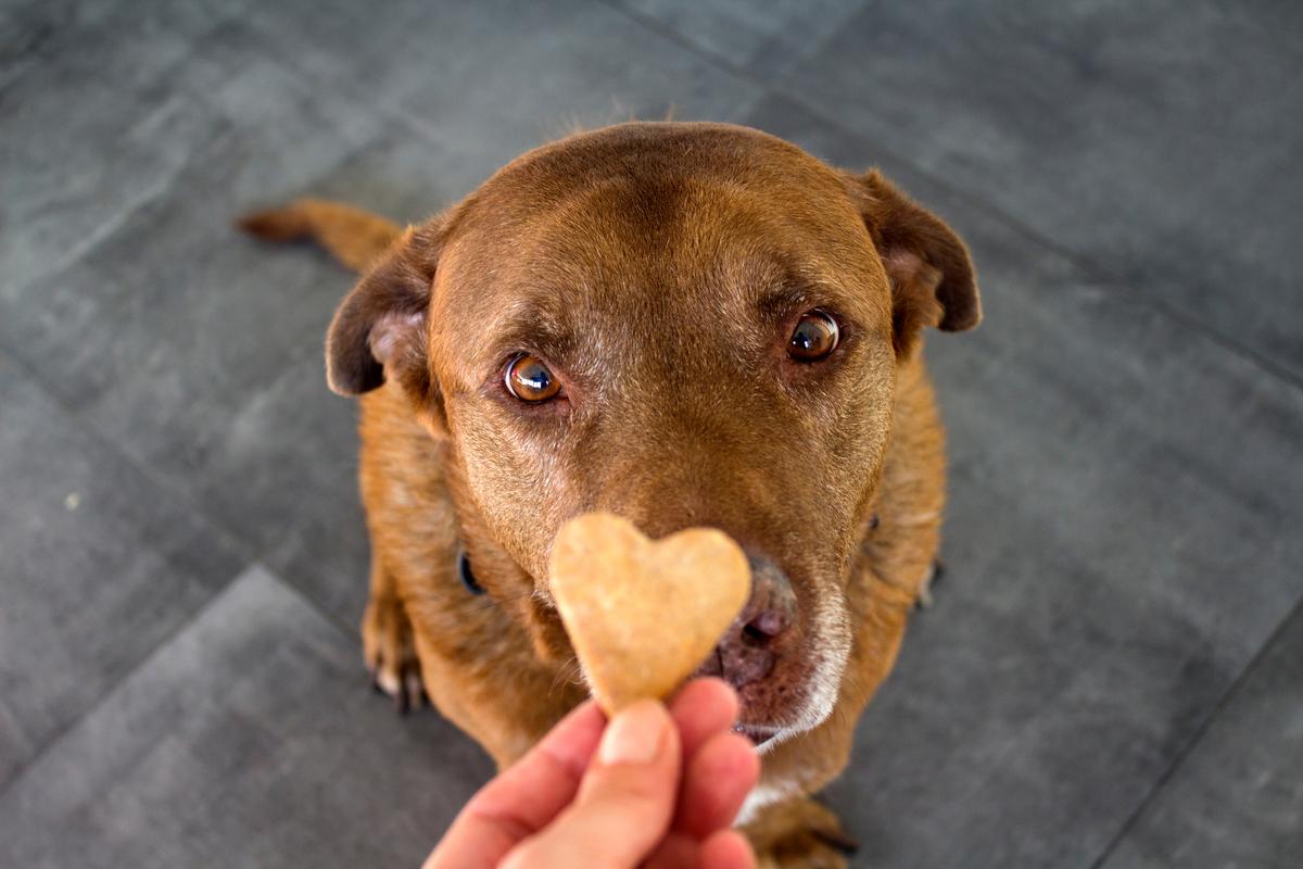 Train your dog to realize that it will get a treat when it makes eye contact with you. (Shutterstock)