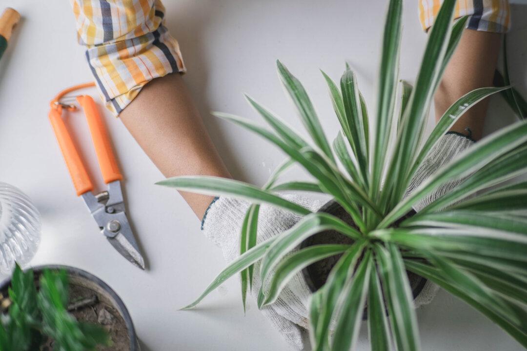 How to Boost the Health and Beauty of Your Houseplants