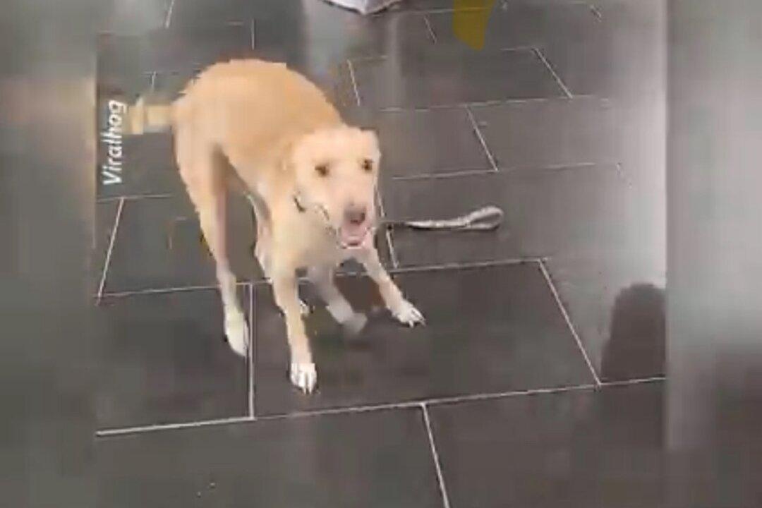 Dog Overcome With Excitement at Seeing His Owner Again