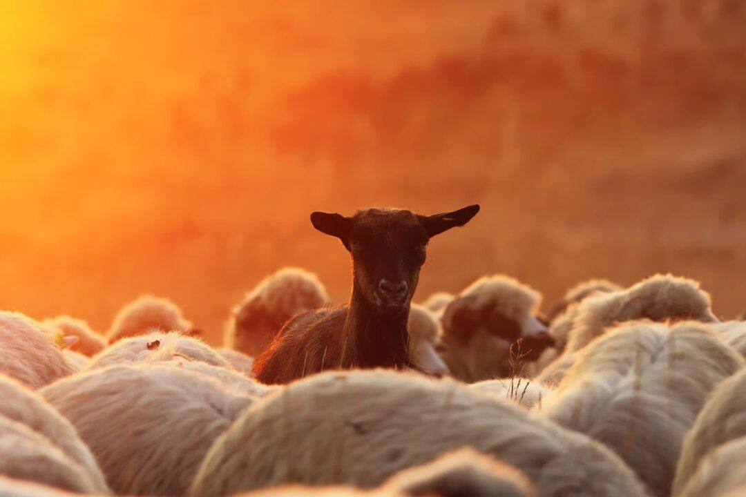 A Nation of Non-Compliers