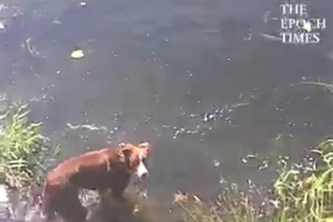 Dog Gets Big Fright From ‘Swimming Rock’