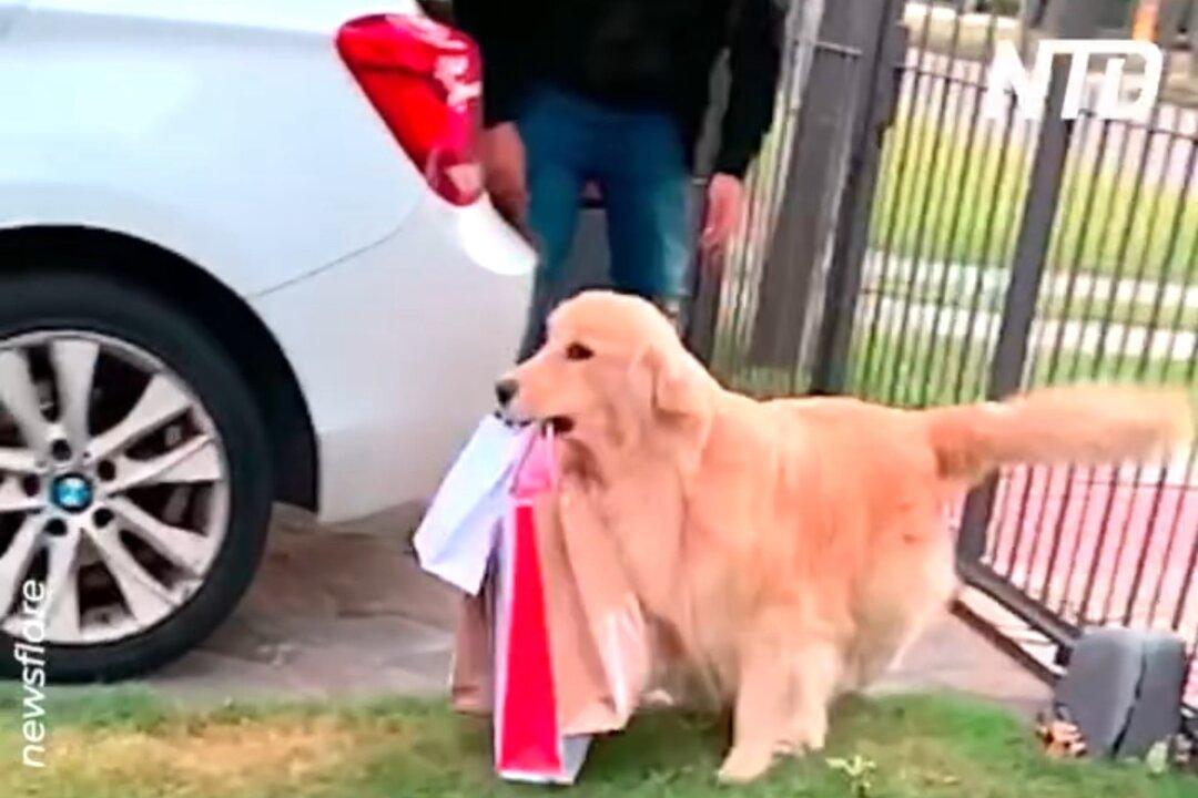 Helpful Dog in Uruguay Carries Shopping Bags Into the House