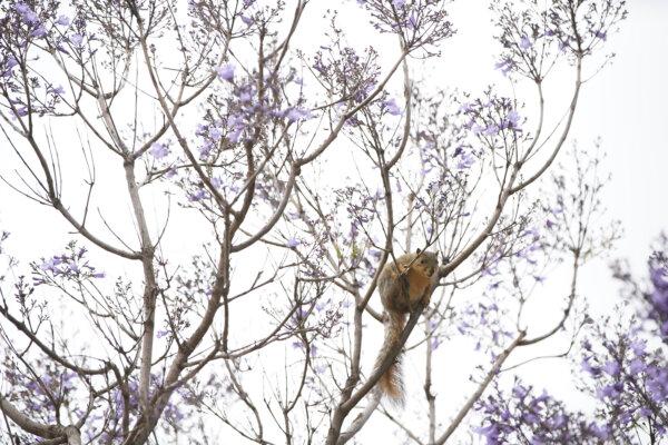 Dozens of jacarandas stand tall at the Morley Field Disc Golf Course, right next to Bird Park. (Alejandro Tamayo/The San Diego Union-Tribune/TNS)