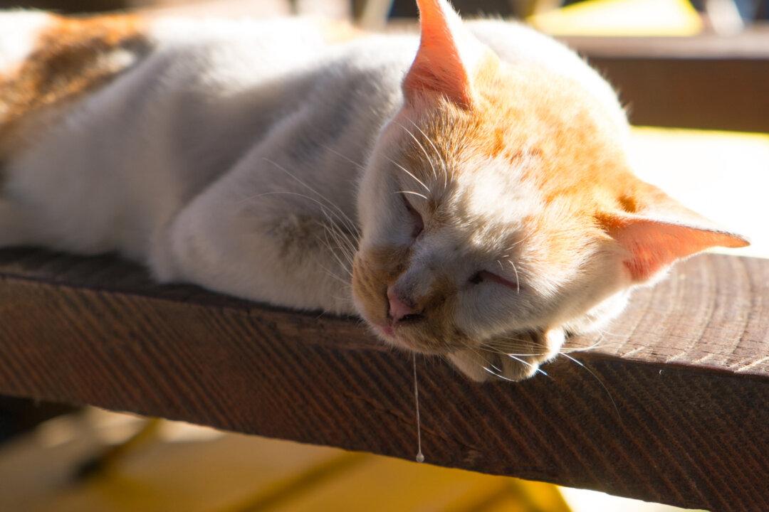 Cat’s Excessive Drooling May Signal Medical Problem