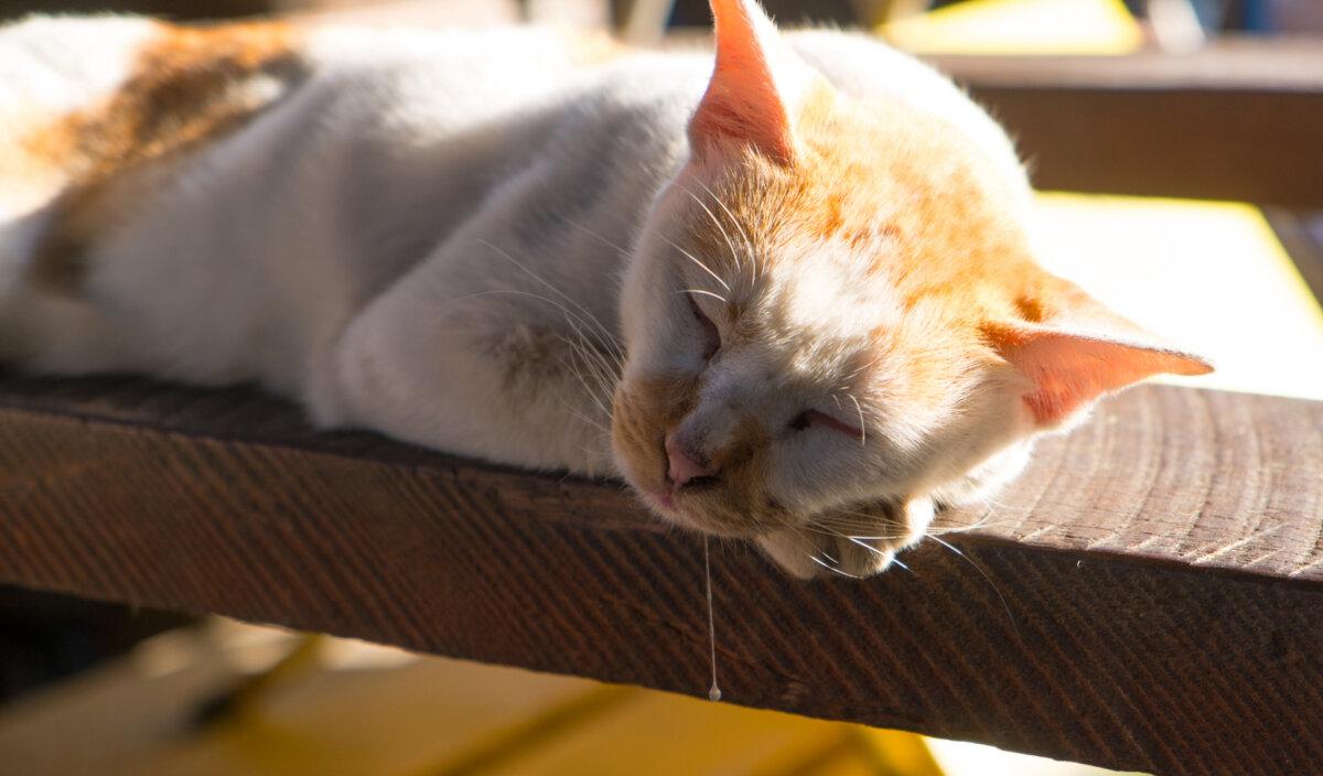 Some cats drool when they purr. (kwanza/Shutterstock)