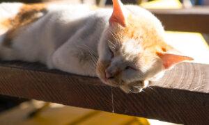 Cat’s Excessive Drooling May Signal Medical Problem