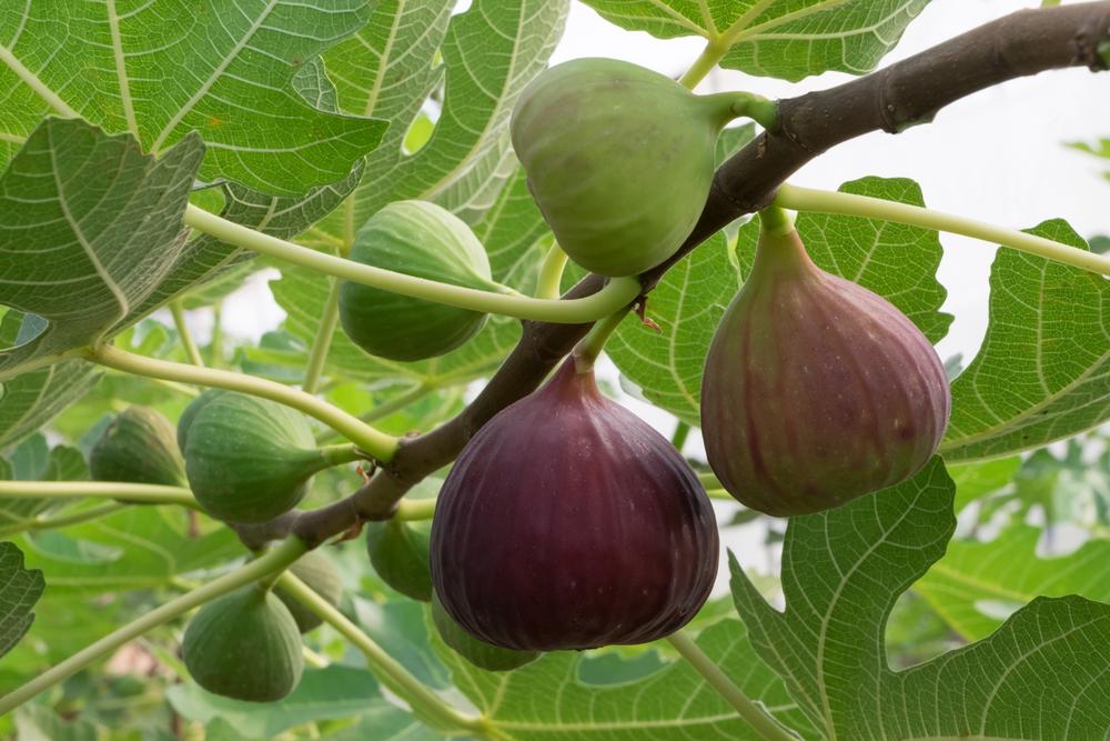 Fig trees are one of the easiest to grow as they are heat- and disease-resistant and don’t require pruning. (korkeng/Shutterstock)