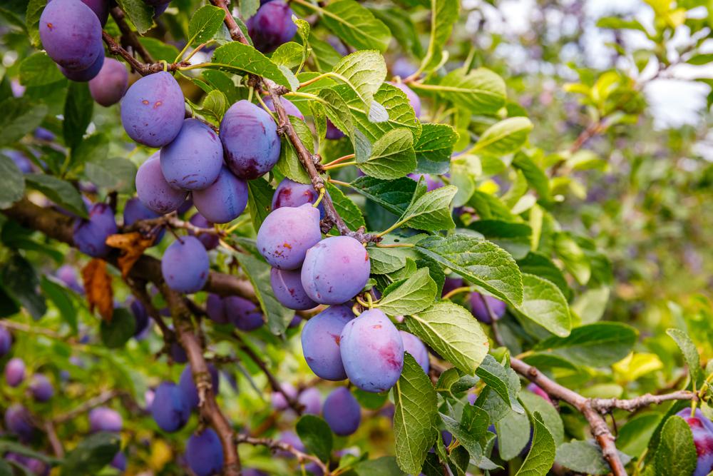 Plum trees are known for producing an overabundance. (nnattalli/Shutterstock)