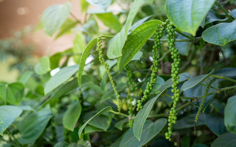 Black, white, and green peppercorns all come from the same plant, Piper nigrum, a tall, tropical vine native to the Malabar Coast of India.(MERCURY studio/Shutterstock)