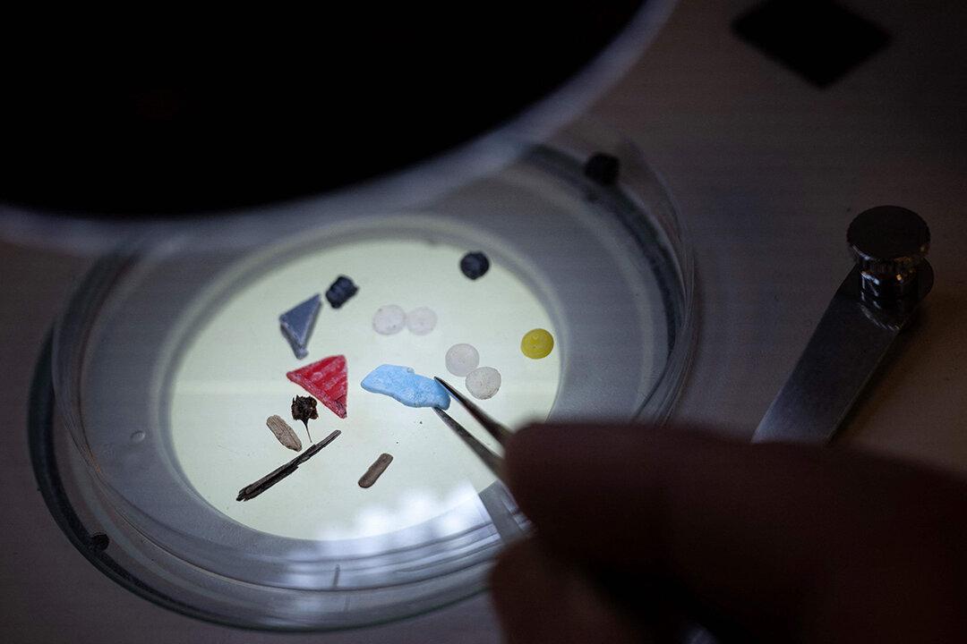 Scientists Discover Toxic Microplastics in Every Human Placenta Tested in Study