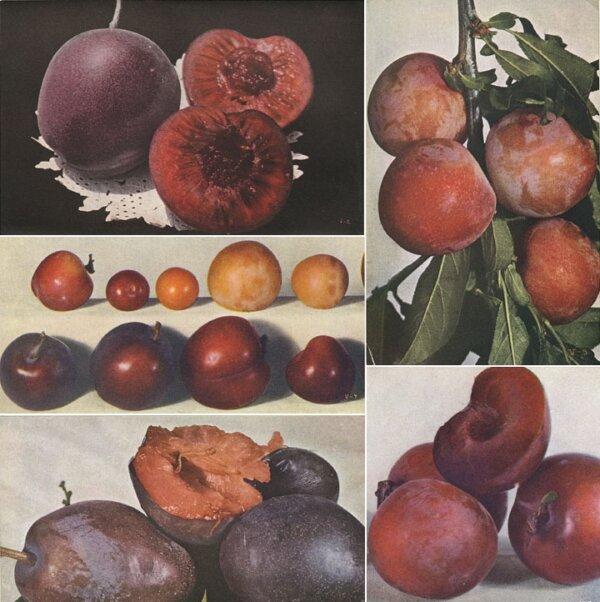 Burbank plums created 1914. (Public Domain)