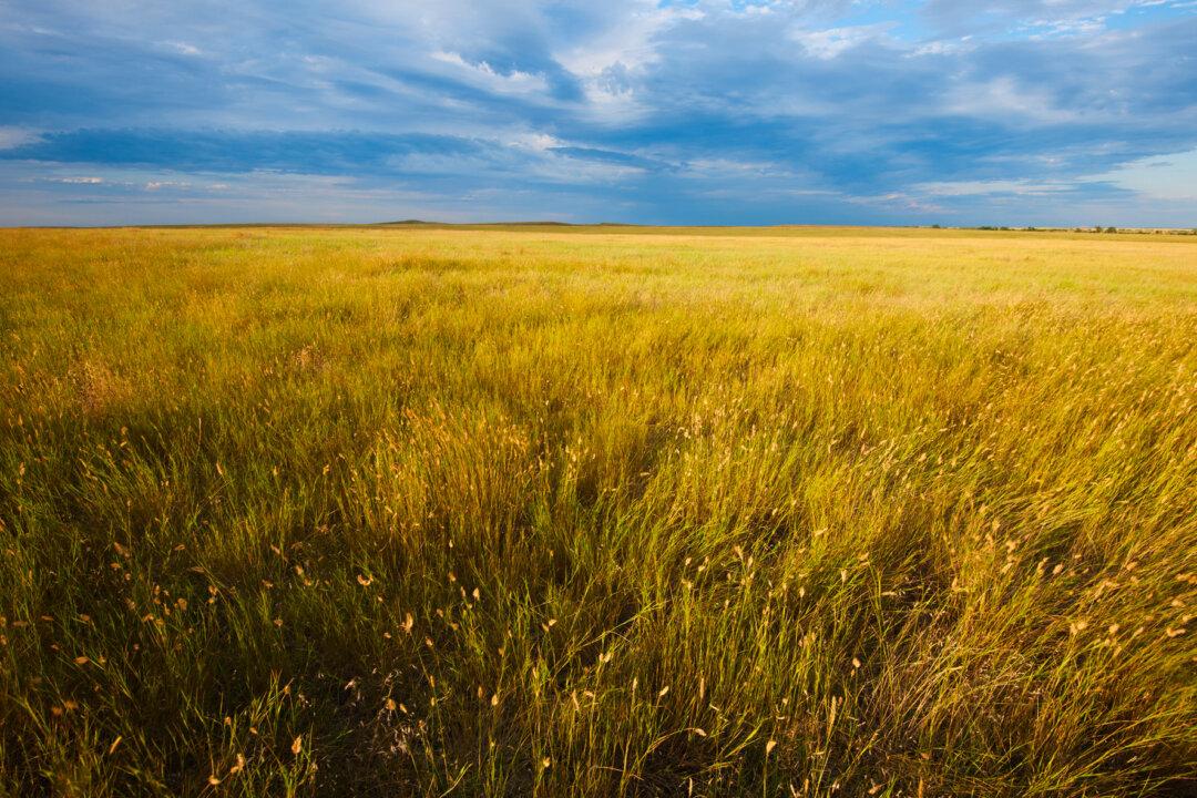 Are Prairie Grasses the Answer to America’s Droughts?