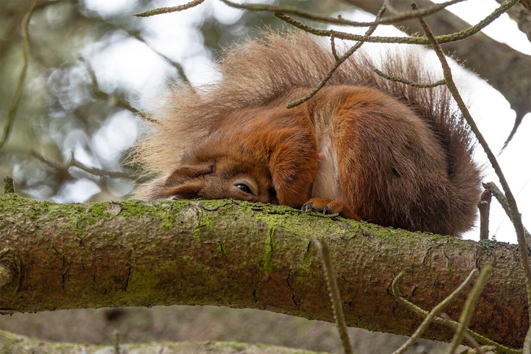 Self-Taught Photographer Captures Squirrel Going Into a ‘Food Coma’ After Stocking Up on Too Many Hazelnuts
