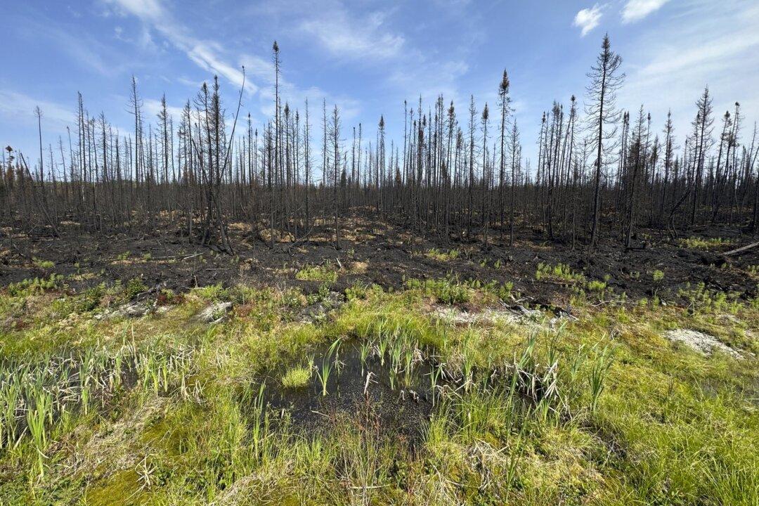 Quebec Man Pleads Guilty to Setting 14 Forest Fires, Forcing Hundreds From Homes
